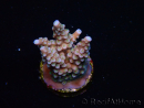 WYSIWYG RAH Acropora donei Merlin's Staff 5M2