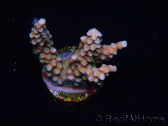 WYSIWYG RAH Acropora donei Merlin's Staff 5M1