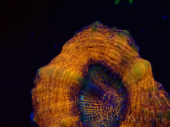 WYSIWYG - Lobophyllia sp 25 (Skeleton 4.5 cm)