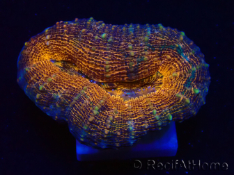 WYSIWYG - Lobophyllia sp 27 (4 cm)