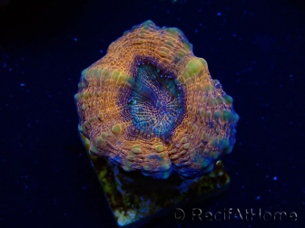 WYSIWYG - Lobophyllia sp 25 (Skeleton 4.5 cm)