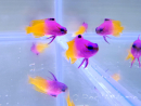 Granulés pour poissons d'élevage 0.5mm RAH 25 grs Sachet