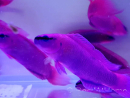 Pellets for farmed fish INVE (315-500 μm) 100 grams
