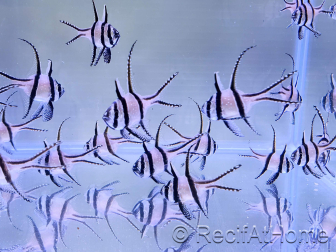 Granulés pour poissons d'élevage 0.8mm RAH 100 grs Sachet