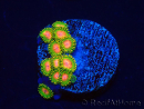 WYSIWYG - Zoanthus Awesome Blossom 30C4