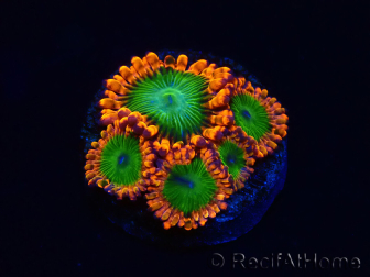 WYSIWYG - Zoanthus Electric Oompa Loompa 30E5
