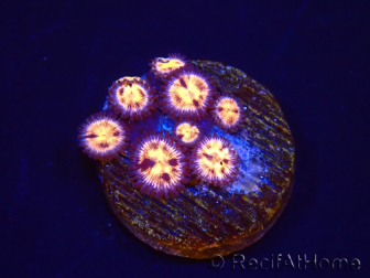 WYSIWYG - RAH Zoanthus Implosion 40J4