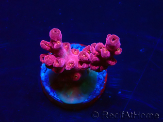 WYSIWYG RAH Acropora Cherry Bomb 5A4