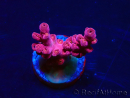 WYSIWYG RAH Acropora Cherry Bomb 5A6