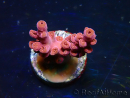 WYSIWYG RAH Acropora Cherry Bomb 5A6