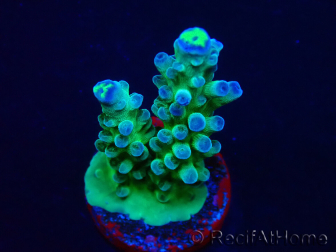 WYSIWYG RAH Acropora Rose Gold 5Q4
