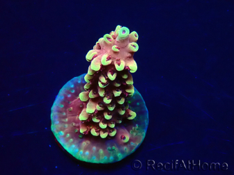 WYSIWYG Acropora Dragon Breath 5R6