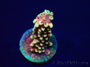 WYSIWYG Acropora Dragon Breath 5R6