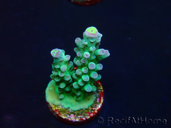 WYSIWYG RAH Acropora Rose Gold 5Q4