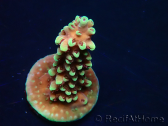 WYSIWYG Acropora Dragon Breath 5K4