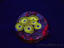 WYSIWYG - Zoanthus Golden Hornet 40K10