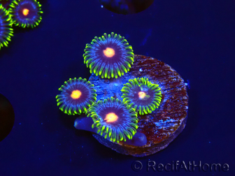 WYSIWYG - Zoanthus Eyes Of Rah