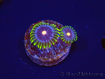 WYSIWYG - Zoanthus Eyes Of Rah 40P6