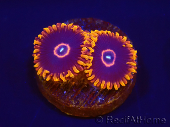 Zoanthus Red Hornet 2-4 Polypes