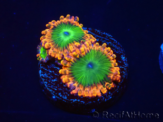 WYSIWYG - Zoanthus Electric Oompa Loompa 30E4
