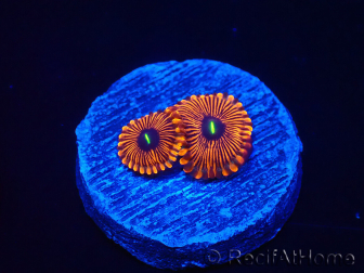 WYSIWYG - Zoanthus Red PPE 2A5