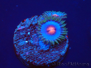 WYSIWYG - Zoanthus Blue Kisses 30H4