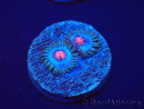 WYSIWYG - Zoanthus Blue Kisses 30H5