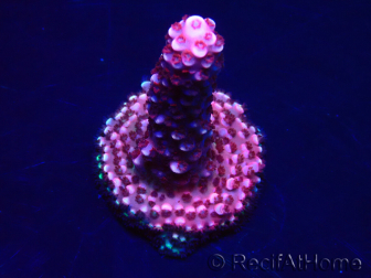 WYSIWYG MH Acropora Red Robin 5A6