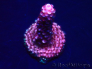 WYSIWYG MH Acropora Red Robin 5A6