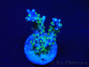 WYSIWYG RAH Acropora Blue Lagoon 5E6
