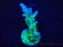WYSIWYG - RAH Acropora tortuosa 5F6