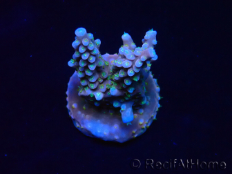 WYSIWYG RAH Acropora donei Merlin's Stab 5M3