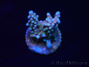 WYSIWYG RAH Acropora donei Bastón de Merlín 5M3