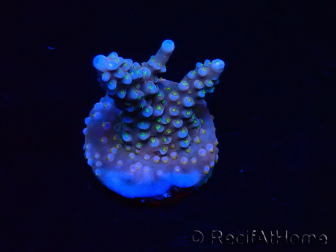WYSIWYG RAH Acropora donei Merlin's Staff 5M4