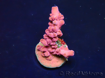 WYSIWYG RAH Acropora Cherry Bomb 5A4