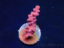 WYSIWYG RAH Acropora Cherry Bomb 5A5