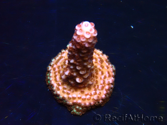 WYSIWYG MH Acropora Red Robin 5R2