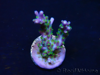 WYSIWYG RAH Acropora Blue Lagoon 5E6