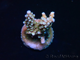 WYSIWYG RAH Acropora donei Bastón de Merlín 5M3