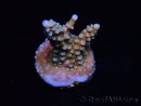 WYSIWYG RAH Acropora donei Bastone di Merlino 5M4
