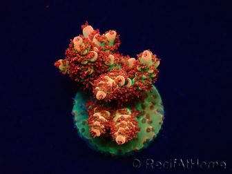 WYSIWYG AK Acropora Bill Murray 5Z3