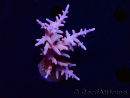 WYSIWYG RAH Acropora Golden Dragon 5O4