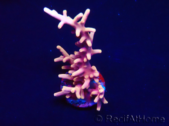WYSIWYG RAH Acropora Golden Dragon 5O6