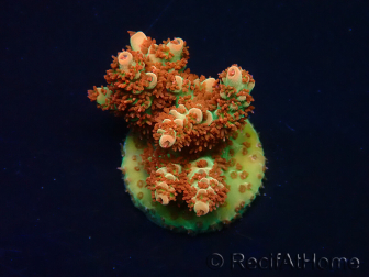 WYSIWYG AK Acropora Bill Murray 5V6