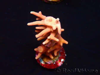 WYSIWYG RAH Acropora Golden Dragon 5T2