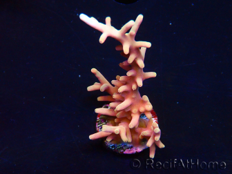 WYSIWYG RAH Acropora Golden Dragon 5T3