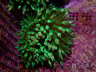 Entacmaea quadricolor verte élevage mers