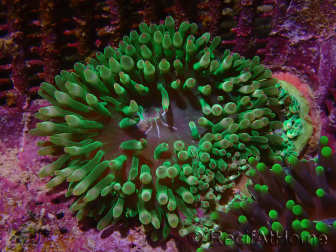Entacmaea quadricolor verte élevage mers