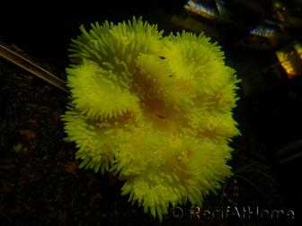 Heteractis crispa Giallo/Bianco M