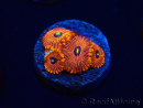 WYSIWYG - Zoanthus Red PPE 2A5